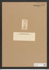 Gomphonema crassum Rabh. (de-Toni-Nr.: Genus 37, Species 1769) Zeichnungen Sammlung Grunow Nr. 3517 (NHMW-BOT-W0371082)